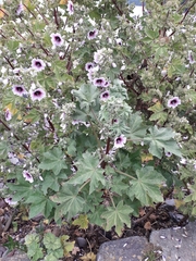 Malva subovata bicolor