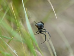 Latrodectus tredecimguttatus