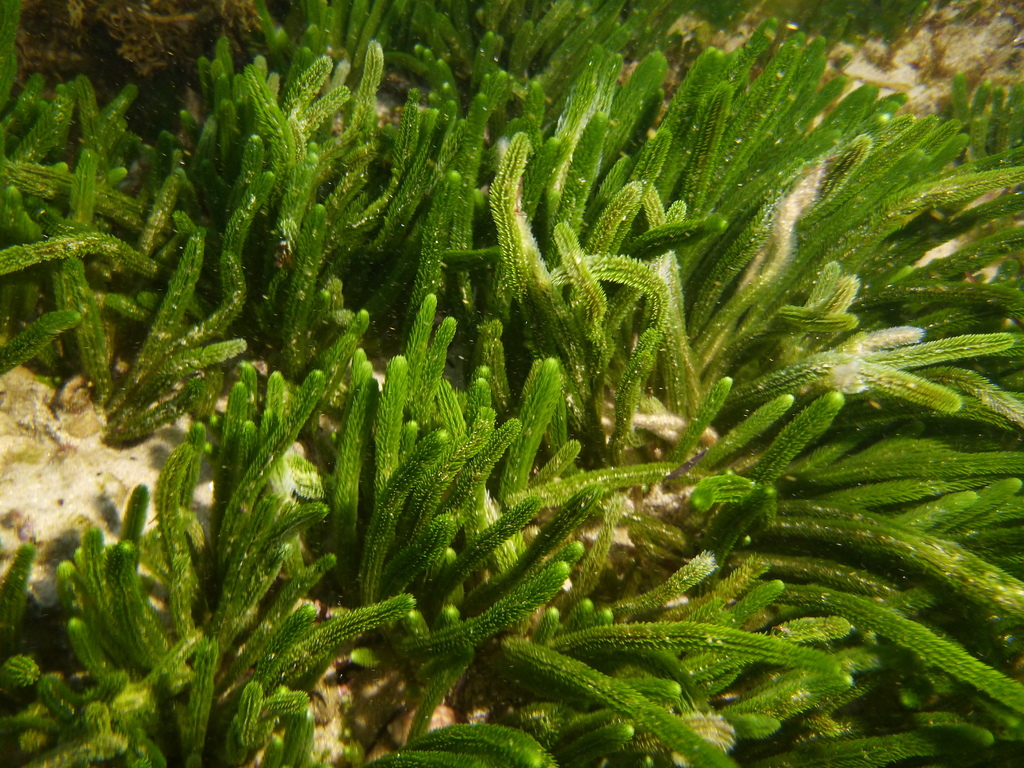 Sea Rimu