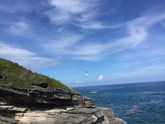 Phaethon lepturus catesbyi