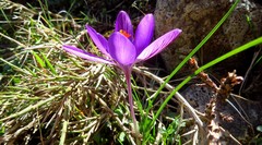 Crocus corsicus