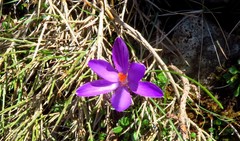 Crocus corsicus