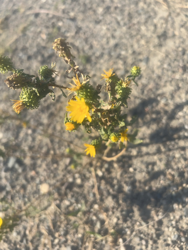 iNaturalist observation 2024-09-06