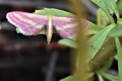 Leptostales laevitaria