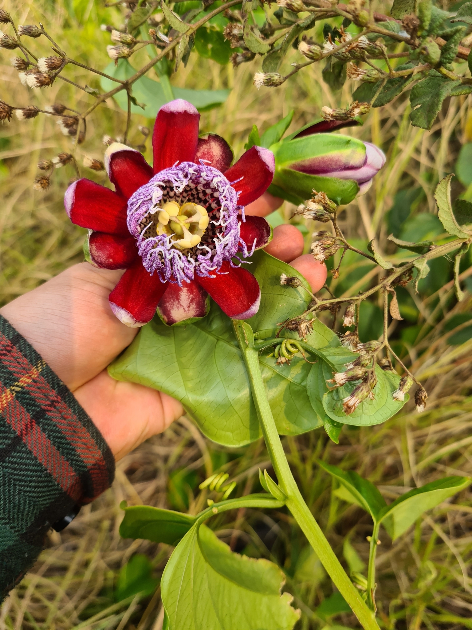 Passiflora alata