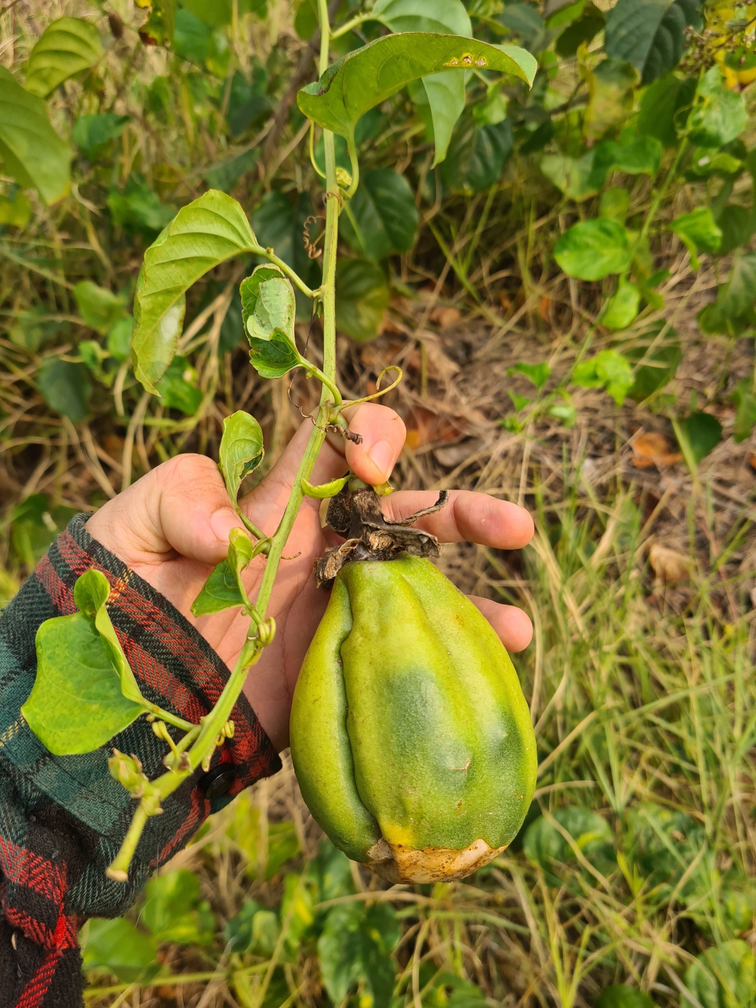 Passiflora alata