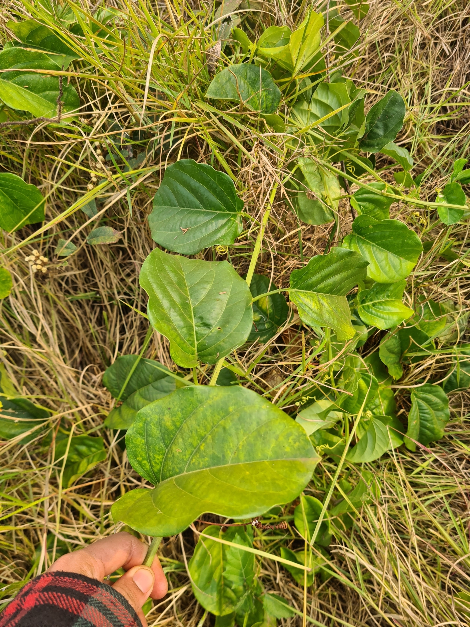 Passiflora alata