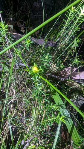 Image of Hibbertia vestita by (c) Alesha Teitzel, some rights reserved (CC BY)