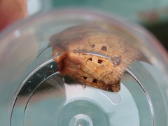 Diarsia mendica