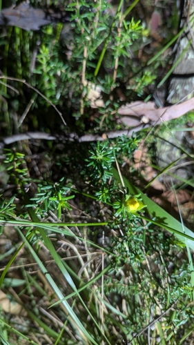 Image of Hibbertia vestita by (c) Alesha Teitzel, some rights reserved (CC BY)