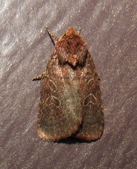 Orthodes cynica