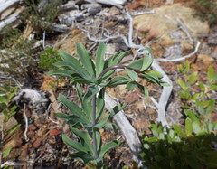 Lilium bolanderi