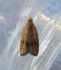 Psilocorsis quercicella