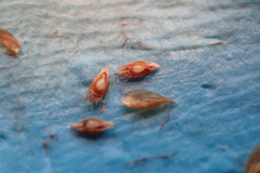 Rhynchospora filifolia