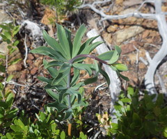 Lilium bolanderi
