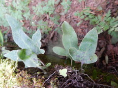 Pyrrosia polydactylos