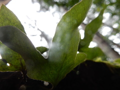 Pyrrosia polydactylos