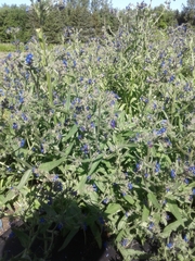 Anchusa officinalis