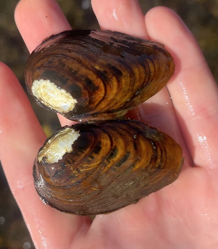 Clubshell Pearly Mussel