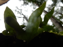 Pyrrosia polydactylos