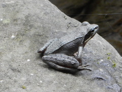 Kanshirei Village Frog photo 3
