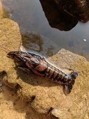 Procambarus spiculifer