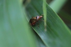 Deraeocoris flavilinea