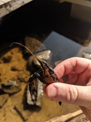 Procambarus spiculifer