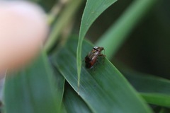 Deraeocoris flavilinea