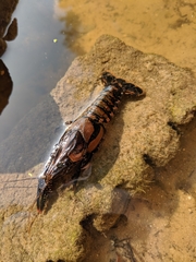 Procambarus spiculifer