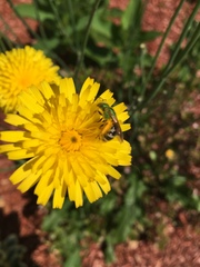 Agapostemon virescens