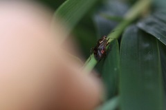 Deraeocoris flavilinea