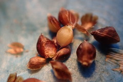 Rhynchospora globularis