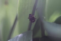 Deraeocoris flavilinea