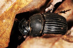 Copris minutus