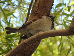Passer domesticus