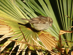 Passer domesticus