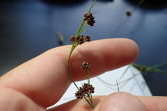 Rhynchospora globularis