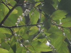 Lyonia ovalifolia