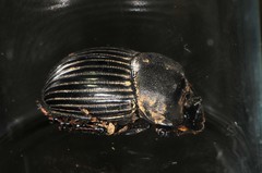 Copris minutus