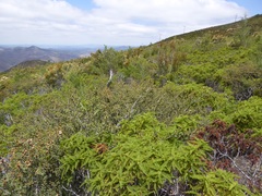 Chamaebatia australis