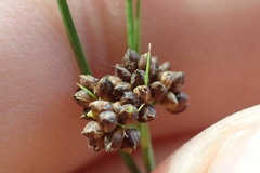 Rhynchospora globularis