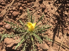 Oenothera flava