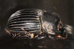 Copris minutus