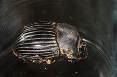Copris minutus