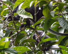 Presbytis chrysomelas