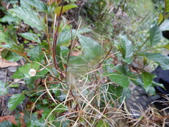 Epilobium amurense