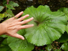 Petasites formosanus