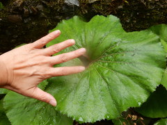 Petasites formosanus