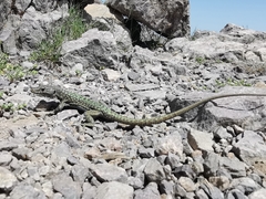 Archaeolacerta bedriagae